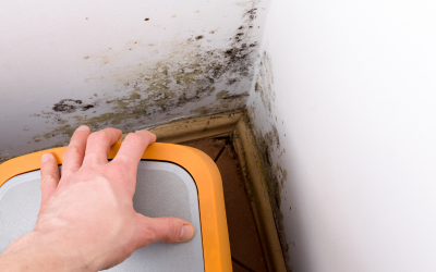 Learning the Lessons – Damp and Mould in Social Housing